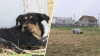 Denuncian supuesto abandono de perro  amarrado en un solar en el Pueblo de Palmas