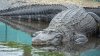 Protección Fronteriza rechaza que miles de cocodrilos fueran lanzados al Río Grande para frenar cruce de migrantes