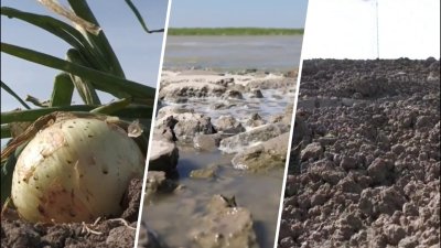 Reportaje especial: Impacto de la escasez de agua en la agricultura del Valle del Río Grande