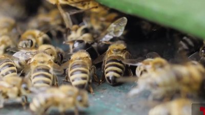 Riesgos y precauciones al encontrar un panal de abejas