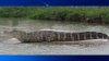 Advierten sobre presencia de lagarto que no ha podido ser capturado y está en cuerpo de agua de Harlingen