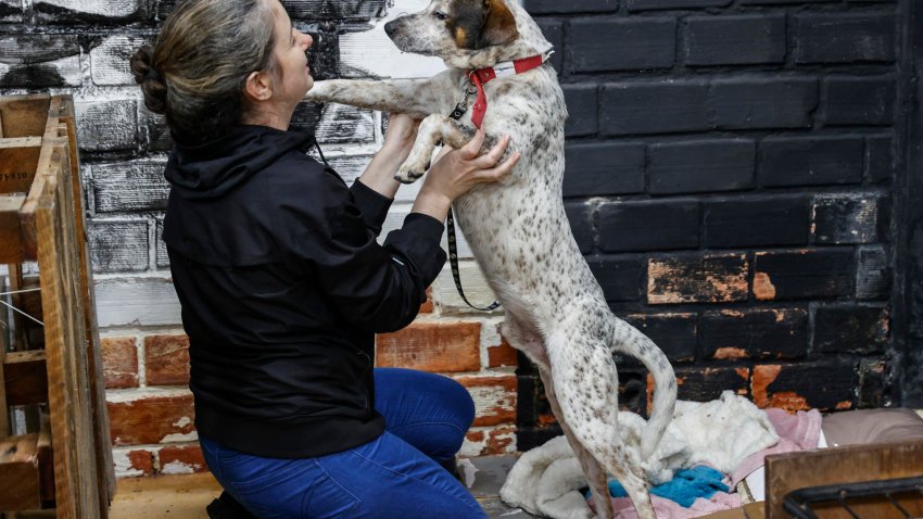 Las mascotas rescatadas de las inundaciones en Brasil aguardan un nuevo hogar