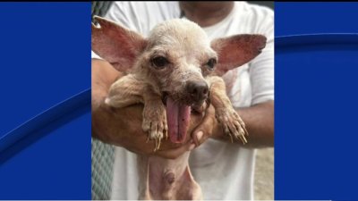 Palm Valley Animal Society recibe mascotas de otro caso de maltrato animal