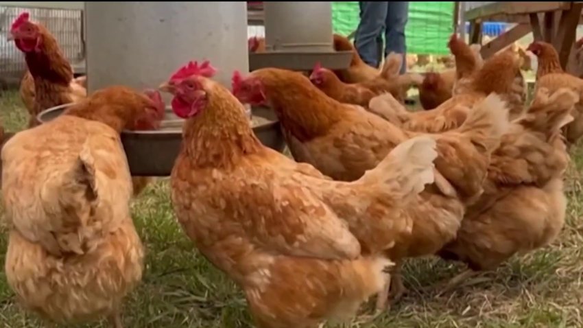 Primer caso humano de infección por el virus de la influenza A(H5N2) en México