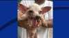Control animal del Condado Hidalgo rescata 64 perros de casa de anciana en Palmview