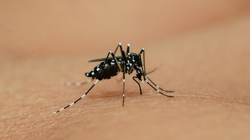 an Aedes albopictus mosquito, sucking blood