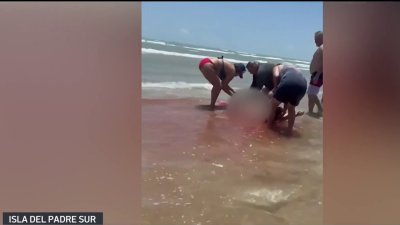 Persona recibe grave mordida en una pierna por tiburón en la Isla del Padre Sur