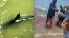 Reportan cuatro personas atacadas por tiburón en la Isla del Padre Sur