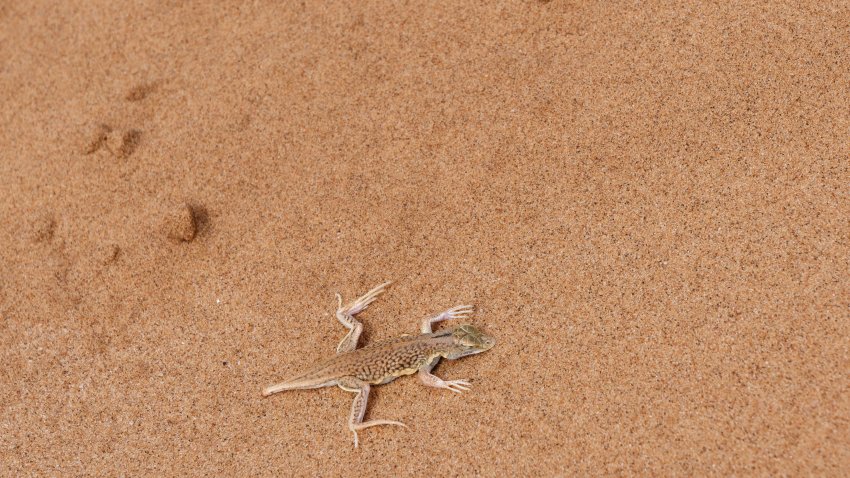 A dunes sagebrush lizard (Sceloporus arenicolus), in the Namib Desert, Namibia.