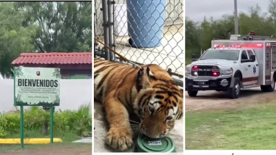 Buscan a tigre que se escapó de zoológico en Reynosa