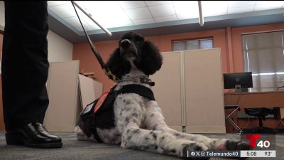 “Domino” canino da terapia emocional a policías en Edinburg