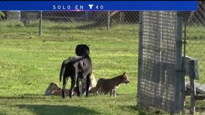 Residentes piden remuevan animales de la calle en McAllen