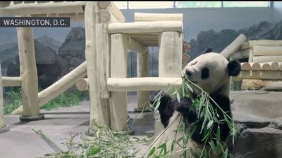 Por qué unos pandas son el foco de atención en dos zoológicos de Estados Unidos