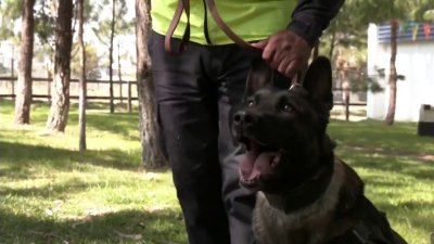 Entrenan perros en el Estado de México para buscar fosas clandestinas