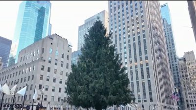 Esta noche empieza la Navidad en NYC con el encendido del árbol del Rockefeller Center