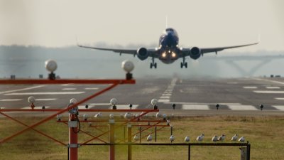 ¿Qué es un choque con aves y con qué frecuencia se produce?