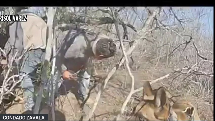 8 migrantes detenidos gracias a un agente canino