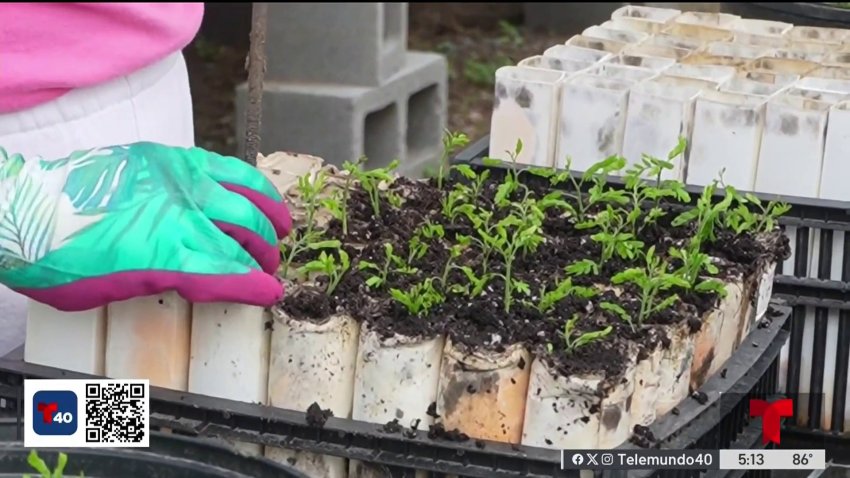 Día de la Tierra: Educan sobre plantas en el Butterfly Center