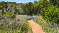A footpath leads through the beautiful bluebonnets and wildflowers on a nature hike during springtime in the Central Texas Hill Country