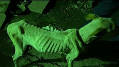 Mujer de 73 años arrestada por crueldad animal en Brownsville