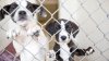 Brownsville inicia programa piloto para controlar la sobrepoblación de mascotas