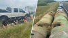 Hallan a 13 indocumentados ocultos en rollos de heno tras ayuda de agentes del RGV