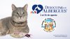 Desocupar los Albergues 2026: Friends of Animal Rescue