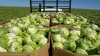 México abre estudio epidemiológico en lechuga tras brote de ciclosporiasis en EEUU
