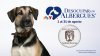 Desocupar los Albergues 2026: Justice for Samson Animal Rescue