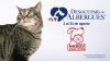 Desocupar los Albergues 2026: No-Kill RGV Coalition