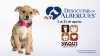 Desocupar los Albergues 2026: Yaqui Animal Rescue