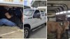 Patrulla Fronteriza encuentra a ocho migrantes ocultos en remolque con pacas en Falfurrias
