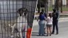 Así afectan las deportaciones de ICE a las mascotas en el Valle de Texas